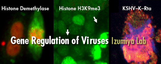 Izumiya Lab Gene Regulation of Viruses (c) UC Regents. All rights reserved.