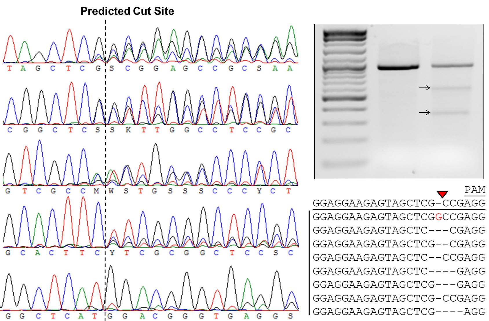 CRISPR-based Gene Editing