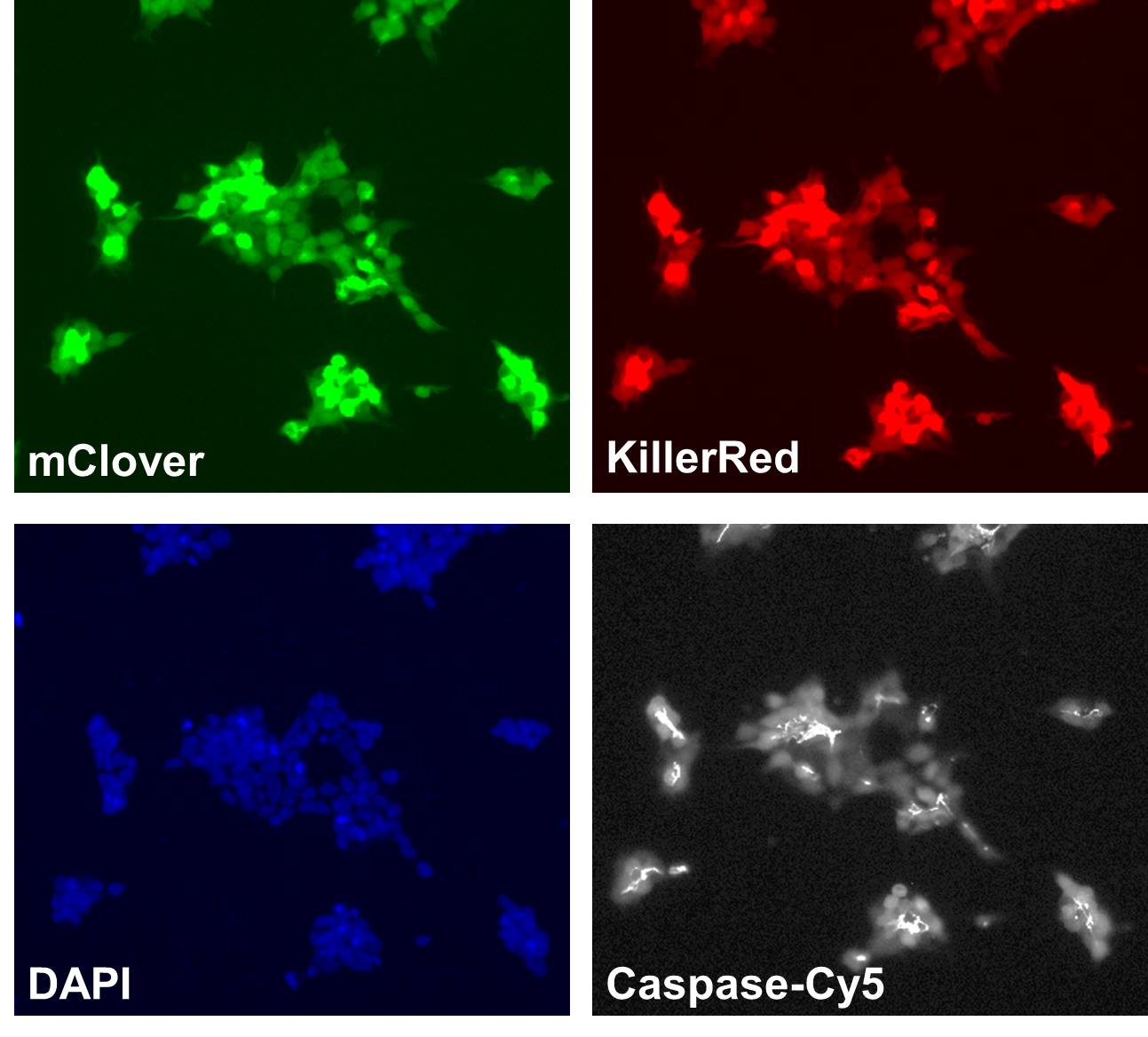 display of mClover, KillerRed, DAPI, Caspase-Cy5