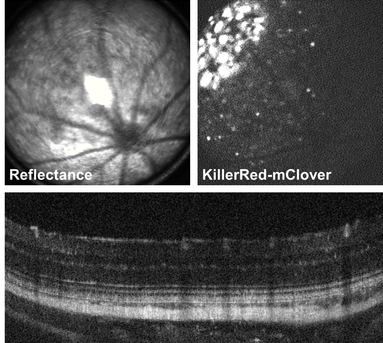 Display of Reflectance, KillerRed-mClover