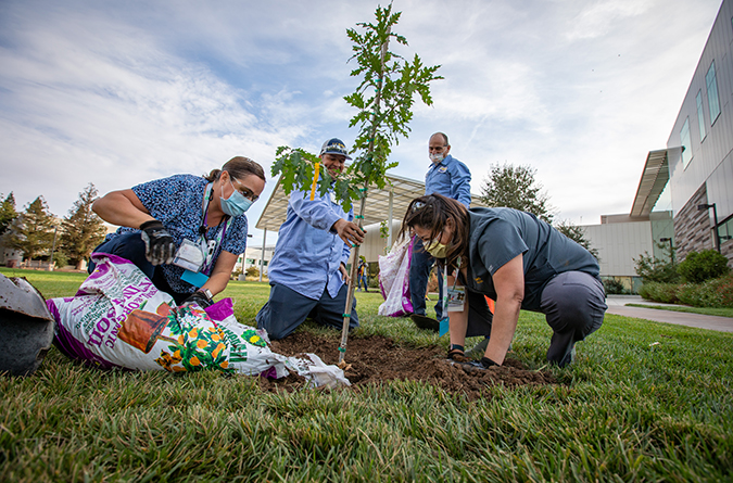 Employees planting a new tree to celebrate Arbor Day