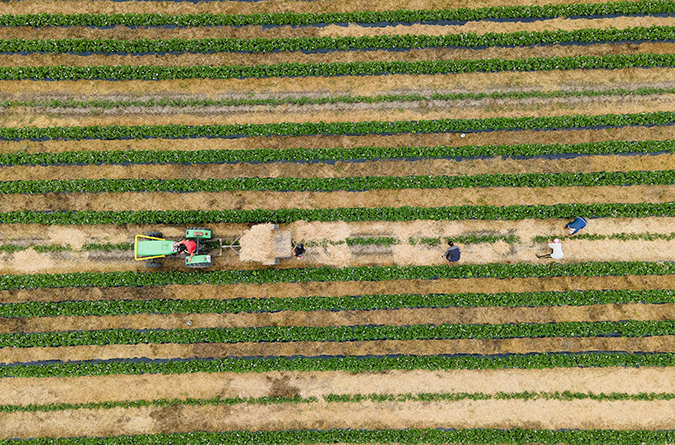 Aerial view of a farm field with farm workers laboring behind tractor
