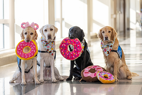 Four facility dogs holding stuffed toys