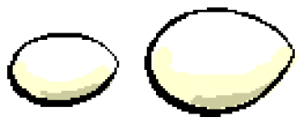 eggs