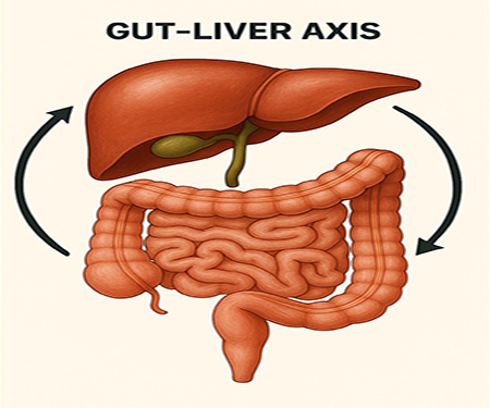 Image of the liver and intestines with two arrows going from organ to the other.