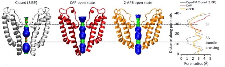 Illustration of a pain receptor opening in different ways depending on the activating compound.