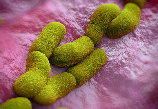Bacterium Yersinia pestis