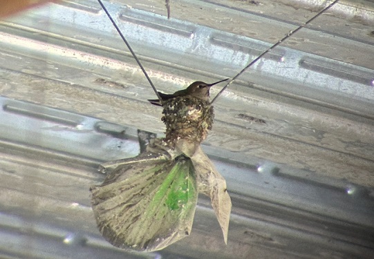 A hummingbird mother sits on top of a Ziplock bag inside the California Tower construction project.