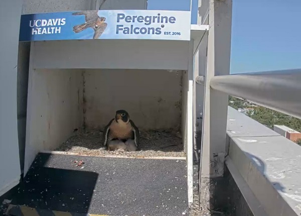 Adult peregrine falcon standing over three small chicks inside a nest box labeled “UC Davis Health Peregrine Falcons,” with the chicks visible beneath the adult bird on a building ledge.