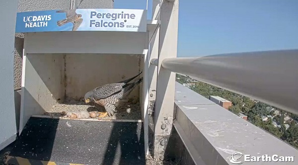 Adult peregrine falcon standing in a nest box with three newly hatched chicks clustered on the ground below signage reading “UC Davis Health Peregrine Falcons.”