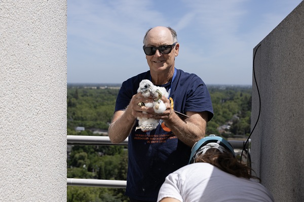 Person holding a fluffy falcon chick on a rooftop during banding.