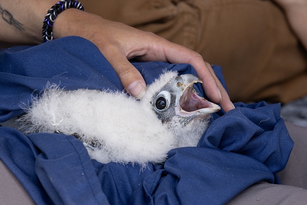 Falcon chick covered in white down lying on a handler’s lap with hands gently supporting it.