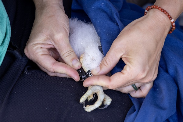 Close-up of falcon chick’s leg with identification band attached.