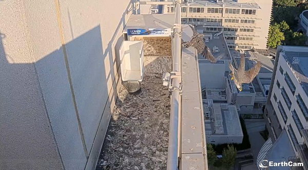 Peregrine falcons in midair near a rooftop ledge with wings fully extended.