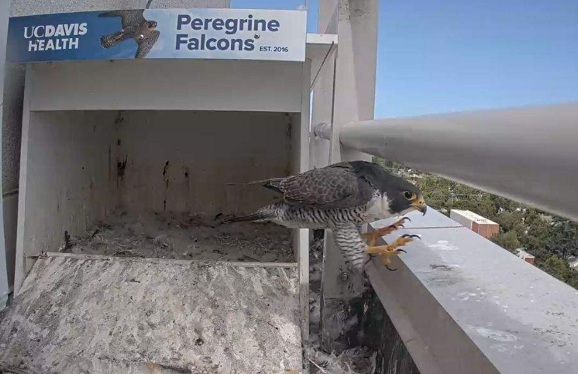 Adult peregrine falcon standing inside a rooftop nest box looking outward.