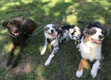 Three dogs smiling while laying on green grass