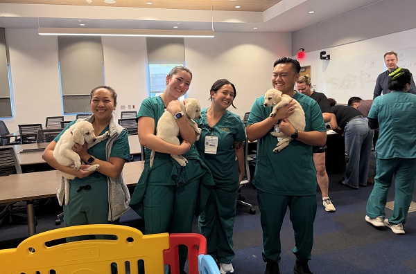 Four UC Davis Health employees hold Labrador retriever puppies inside a conference room during Puppy Playtime.