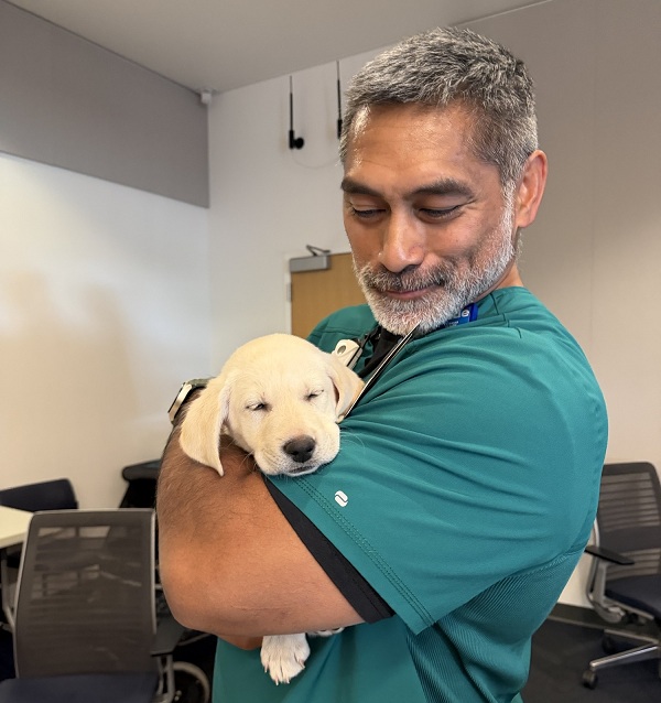 A Labrador retriever puppy rests in the arms of a UC Davis Health employee.