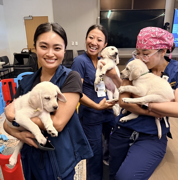 Three UC Davis Health employees hold Labrador retriever puppies during Puppy Playtime.