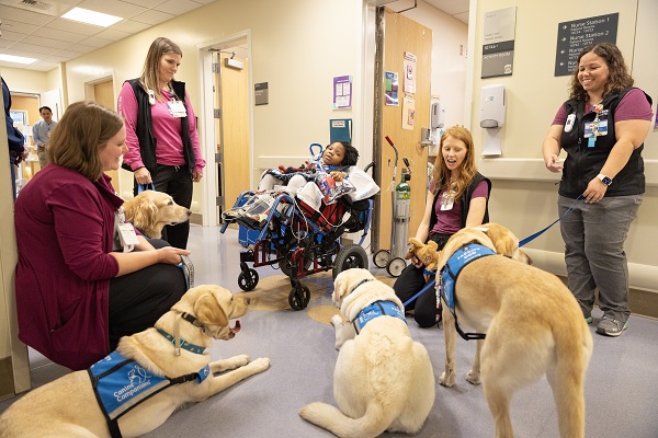 A pediatric patient in a wheelchair interacts with five facility dogs, child life specialists and handlers in a hospital hallway at UC Davis Children's Hospital.