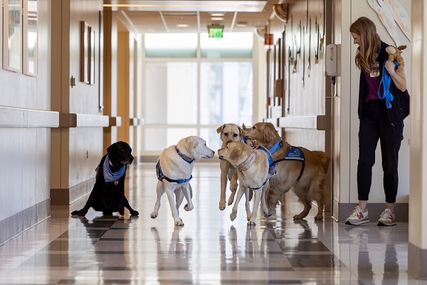 Five facility dogs stand together in a hospital hallway while a child life specialist watches nearby.