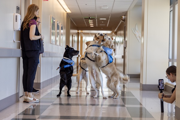Several facility dogs stand and interact in a hospital hallway while staff members observe.