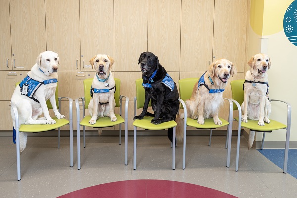 Five facility dogs wearing service vests sit on chairs lined up in a hospital room.