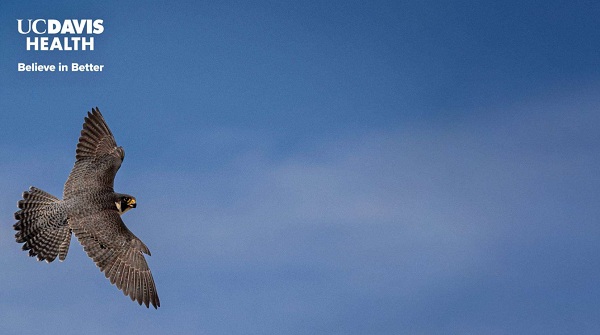 UC Davis Health virtual meeting background featuring a peregrine falcon in flight against a blue sky with the Believe in Better logo in the upper left corner.