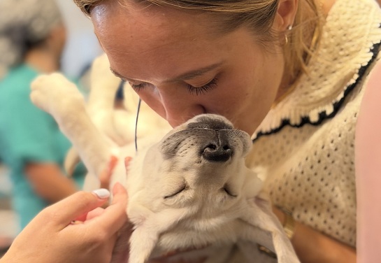 Close-up of a UC Davis Health employee holding and kissing a Labrador retriever puppy during Puppy Playtime.