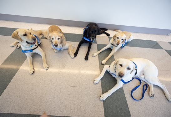 Five facility dogs lie together on the floor inside a hospital building.