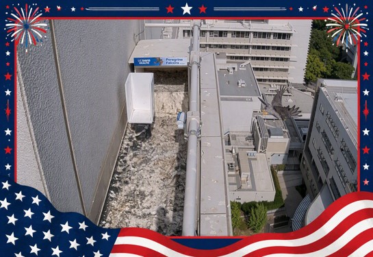 Peregrine falcon flying past the rooftop nest site above UC Davis Medical Center with campus buildings visible below and a 4th of July image border.