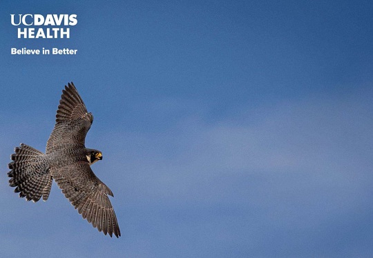 UC Davis Health virtual meeting background featuring a peregrine falcon in flight against a blue sky with the Believe in Better logo in the upper left
