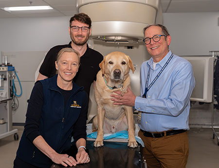Three veterinary providers stand around a golden lab who is on an exam table. 