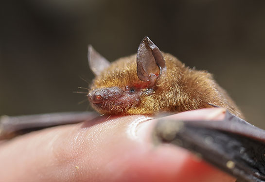 A small, furry brown bat sits on someone's finger, wings splayed. 