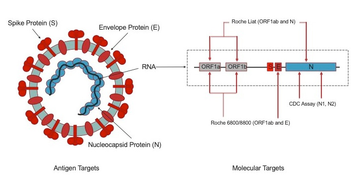 SARS-CoV-2 Diagnostic Targets