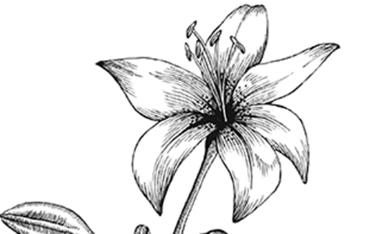 Black and white flower