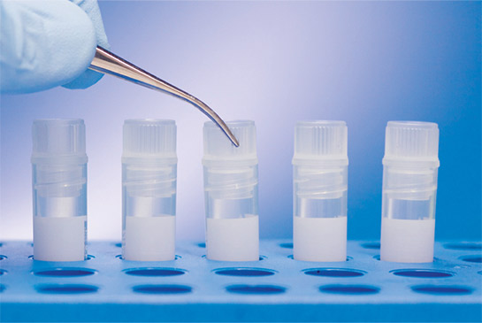 A stock image showing a row of tubes of stem cells.