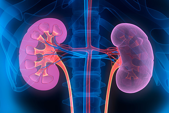 Illustrated graphic of the kidneys.