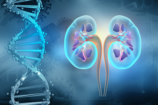 Digital illustration of kidney.