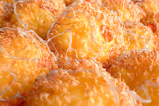Fat cells.