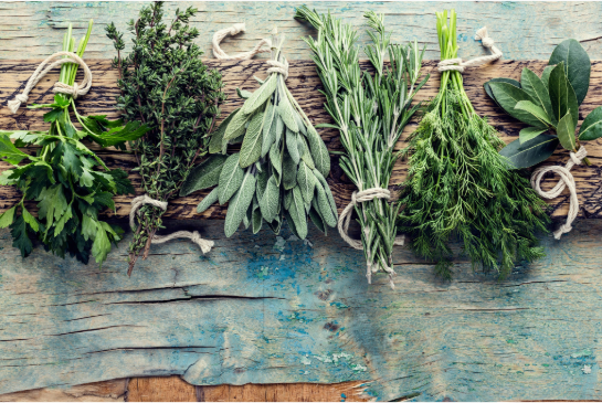 differnt types or herbs and plants lined up