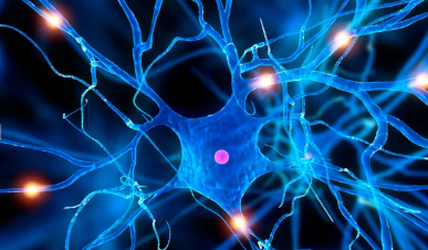 a stylized scientific illustration of a neuron
