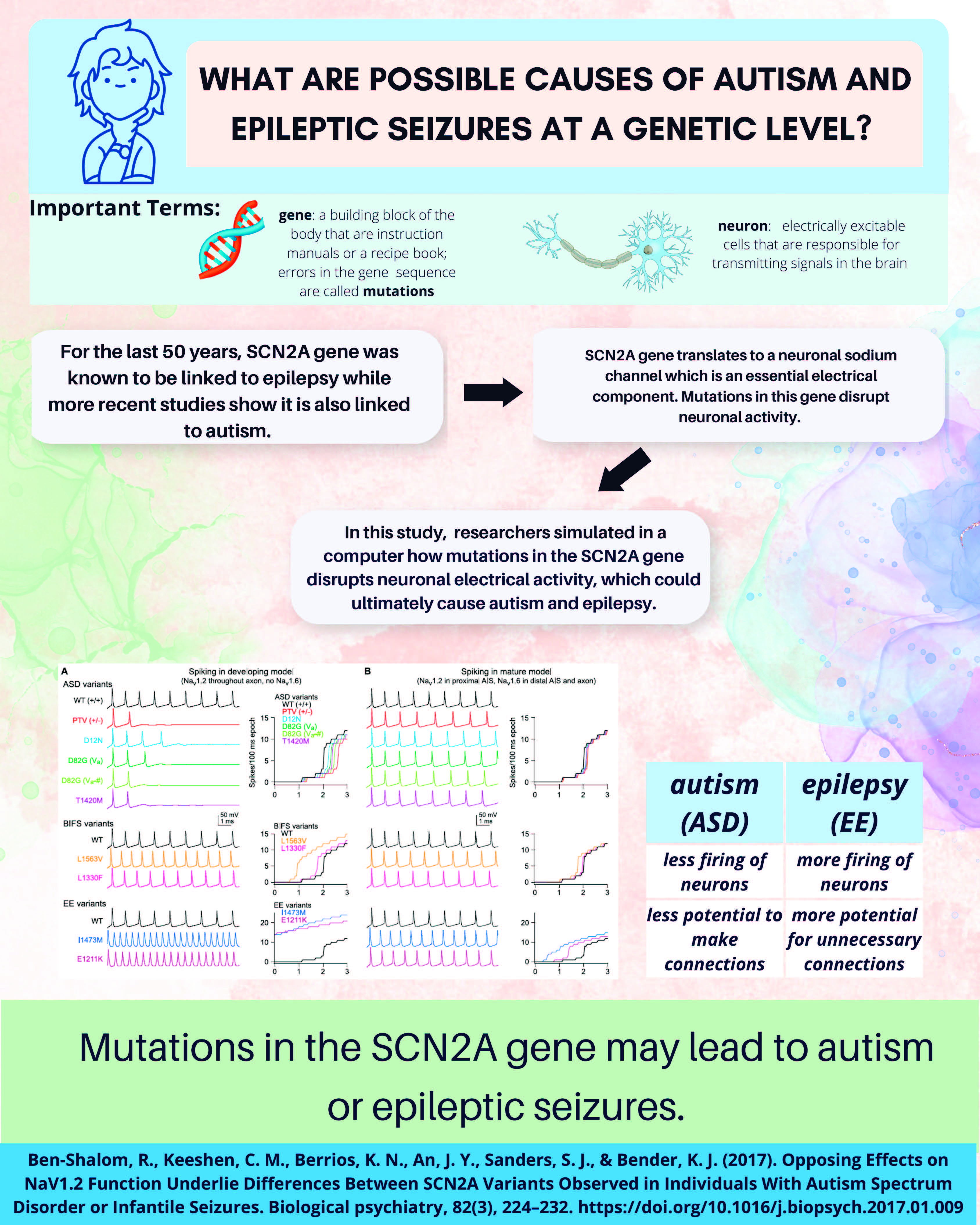 Mutations in the SCN2A Gene Infographic: Click to download screen-readable PDF.