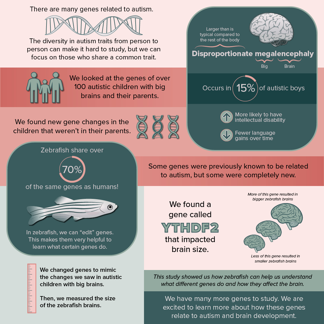 zebrafish Infographic: Click to download screen-readable PDF.