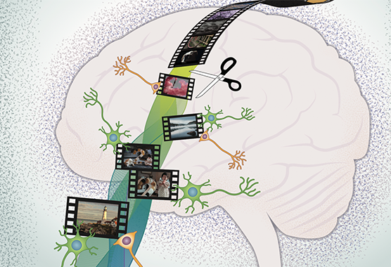 memory and brain