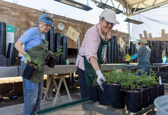 elderly gardening