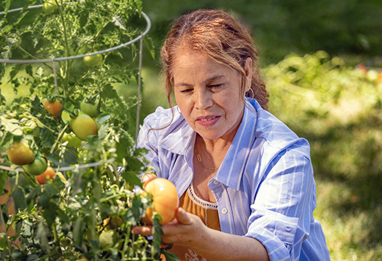 UC Davis Health patient Cecilia harvesting tomatoes in her garden.