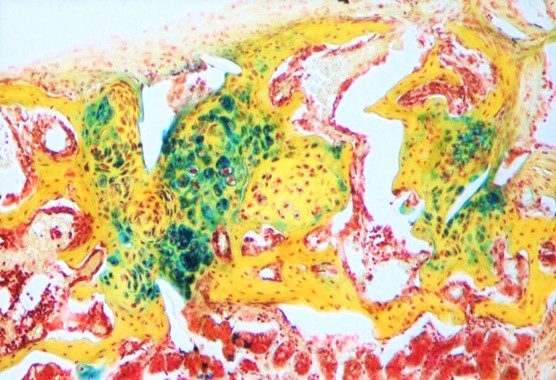 Picture of a cell