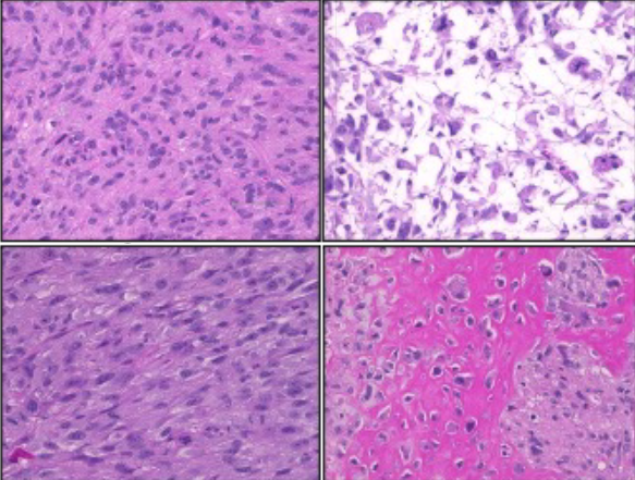 Celullar image from the Carr-Ascher Lab