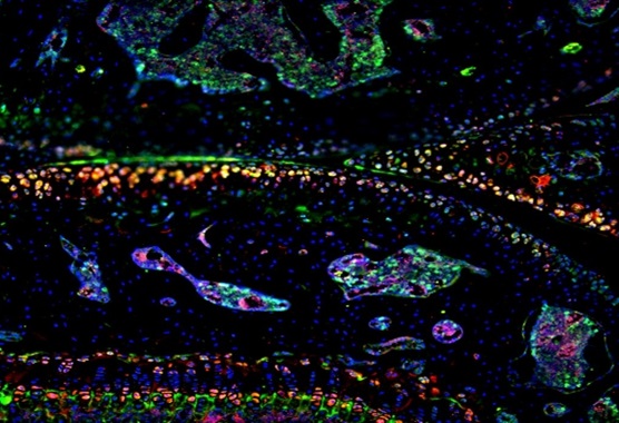 Cellular picture